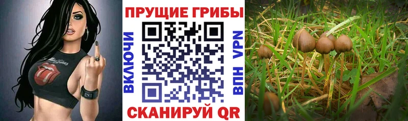 Галлюциногенные грибы прущие грибы  наркошоп  нарко площадка как зайти  Сураж 